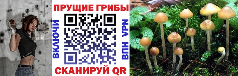 Галлюциногенные грибы Psilocybe Любань